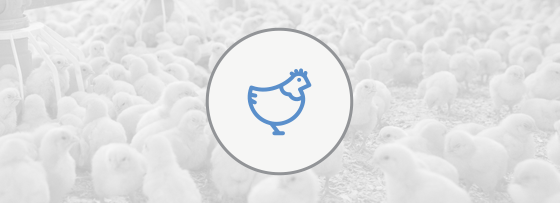 Электроснабжение птицефабрик Электроснабжение птицефабрик